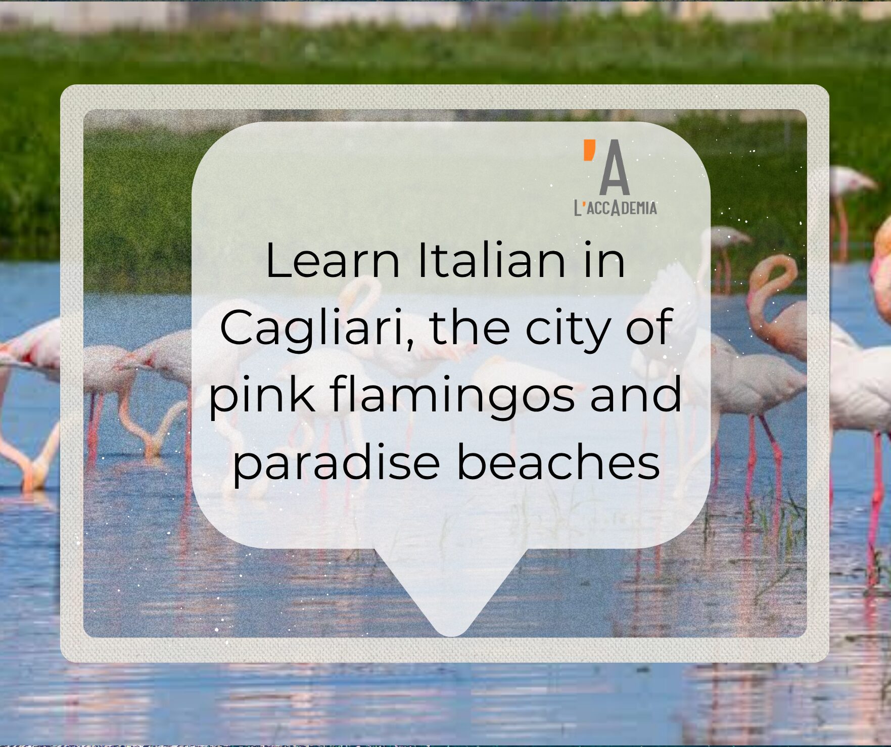 Wild pink flamingos flying over Parco di Molentargius near Cagliari, Sardinia