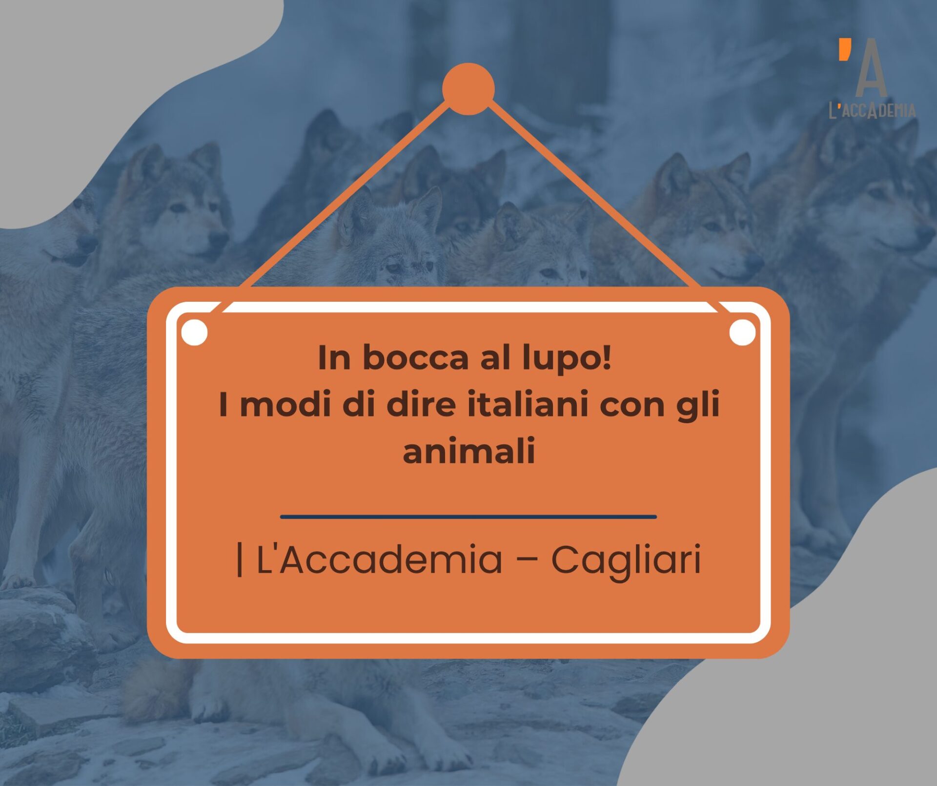 Un lupo, un gatto e una gallina disegnati come amici, per imparare i modi di dire con gli animali